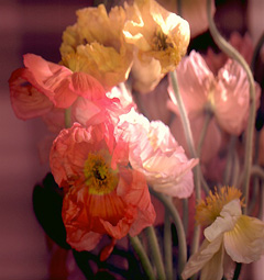 Thoma Reck